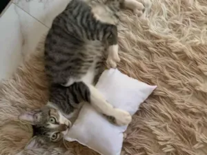 Gato raça American Shorthair idade 7 a 11 meses nome catarina 