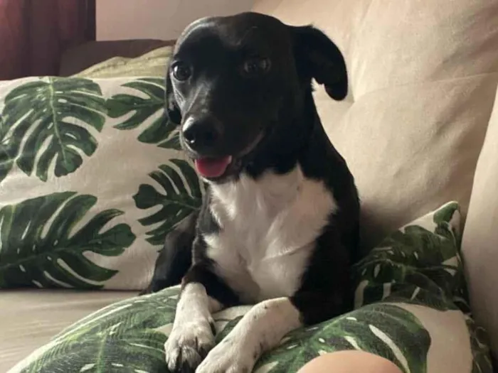 Cachorro raça SRD-ViraLata idade 7 a 11 meses nome Pretinho 