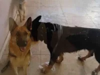 Cachorro raça Pastor Alemão idade 3 anos nome Pandora