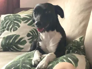 Cachorro raça SRD-ViraLata idade 7 a 11 meses nome Pretinho 