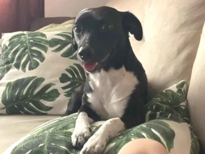 Cachorro raça SRD-ViraLata idade 7 a 11 meses nome Pretinho 