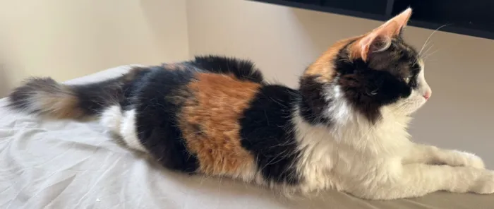 Gato raça Exótico idade 4 anos nome Zoe Maria