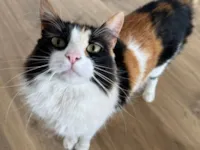 Gato raça Exótico idade 4 anos nome Zoe Maria