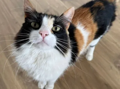 Gato raça Exótico idade 4 anos nome Zoe Maria