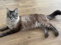 Gato raça SRD-ViraLata idade 6 ou mais anos nome Benedito