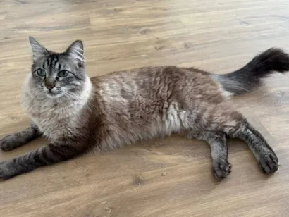 Gato raça SRD-ViraLata idade 6 ou mais anos nome Benedito