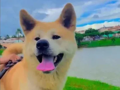 Cachorro raça Akita idade 6 ou mais anos nome Mike