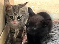 Doação Responsável de Gatinhos 