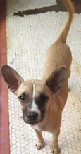 Cachorro raça SRD-ViraLata idade 1 ano nome Jaqueline 