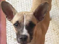 Cachorro raça SRD-ViraLata idade 1 ano nome Jaqueline 