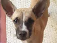 Cachorro raça SRD-ViraLata idade 1 ano nome Jaqueline 