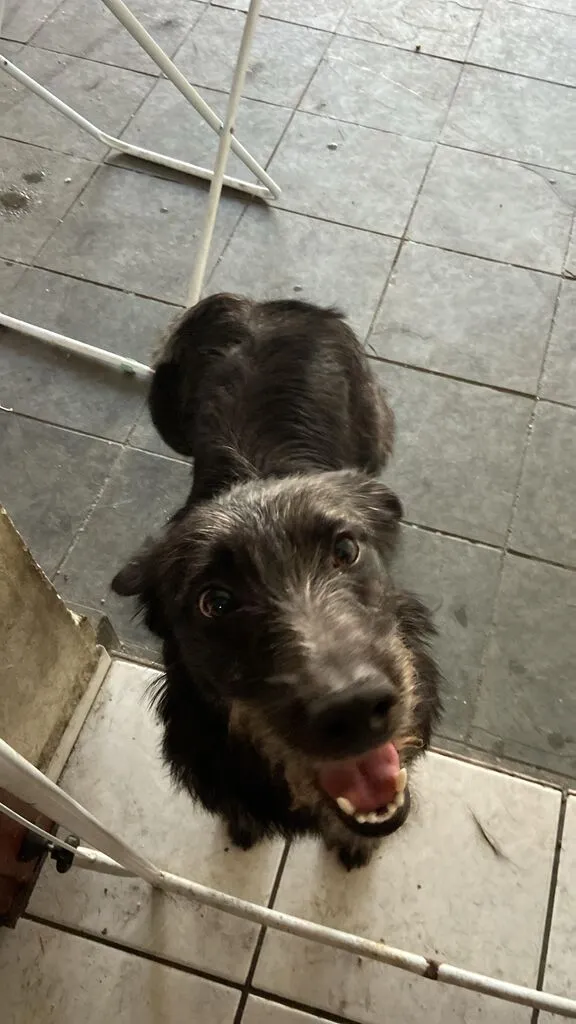 Cachorro raça SRD-ViraLata idade 4 anos nome Gamora