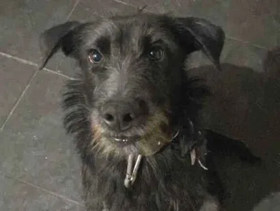 Cachorro raça SRD-ViraLata idade 4 anos nome Gamora