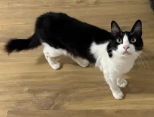 Gato raça SRD-ViraLata idade 4 anos nome Frederico