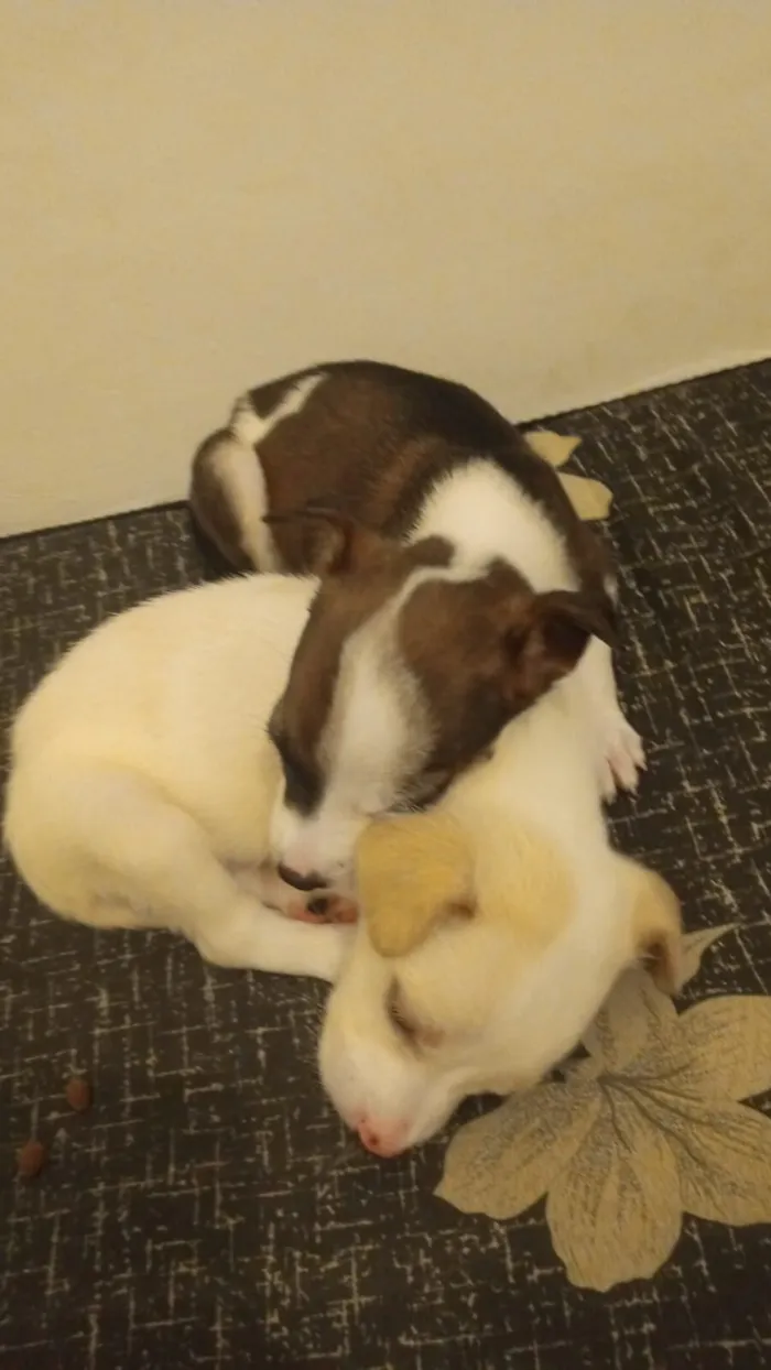 Cachorro raça Pastor Alemão idade Abaixo de 2 meses nome Ayla e Zeus