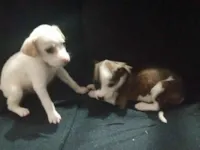 Cachorro raça Pastor Alemão idade Abaixo de 2 meses nome Ayla e Zeus