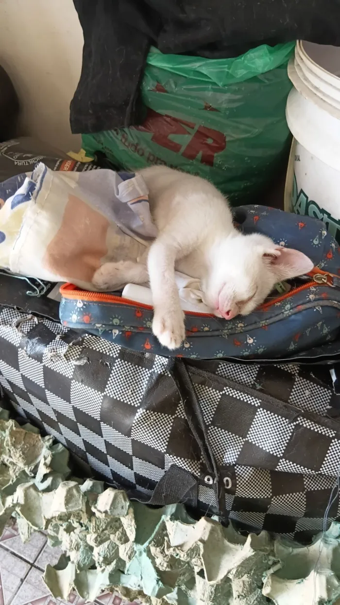 Gato raça SRD-ViraLata idade 2 a 6 meses nome Cinco gatos