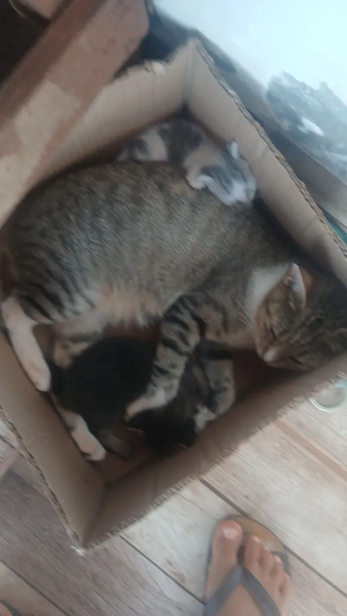 Simba,mel,mia e dois filhotes