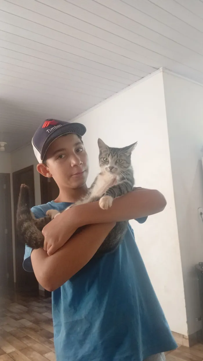 Gato raça SRD-ViraLata idade 2 anos nome Simba,mel,mia e dois filhotes