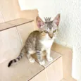 Gato raça SRD-ViraLata idade 2 a 6 meses nome Kimchi bb2meses lindo 