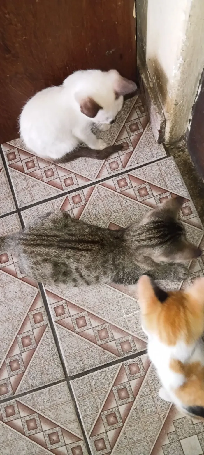 Gato raça SRD-ViraLata idade 2 a 6 meses nome Marieta