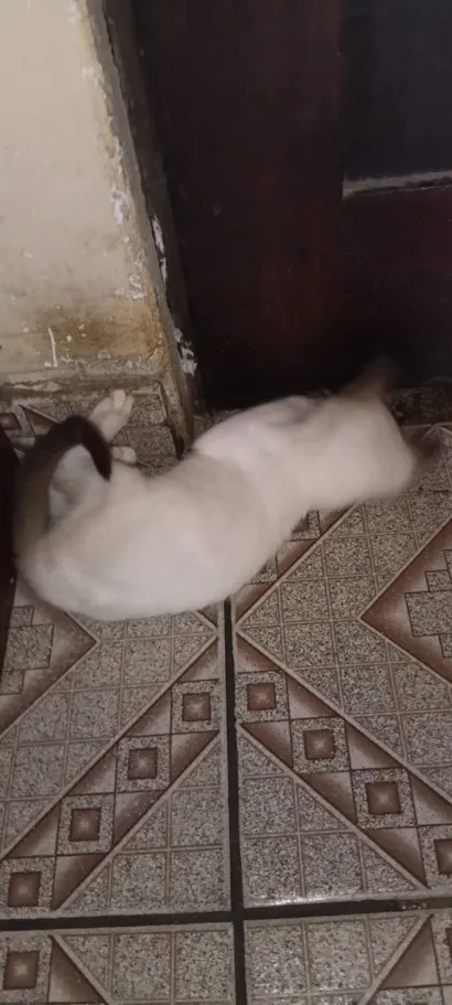 Gato raça SRD-ViraLata idade 2 a 6 meses nome Vânia 