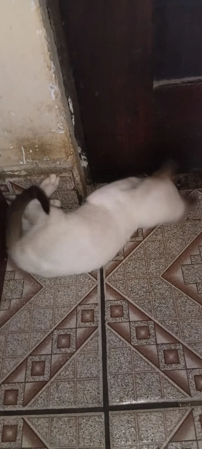 Gato raça SRD-ViraLata idade 2 a 6 meses nome Vânia 