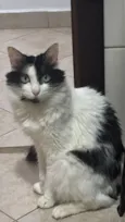 Gato raça SRD-ViraLata idade 4 anos nome Eric