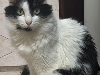 Gato raça SRD-ViraLata idade 4 anos nome Eric