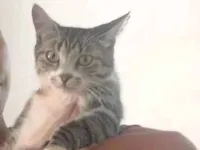 Simba,mel,mia e dois filhotes