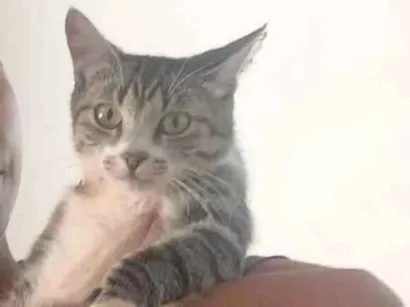 Gato raça SRD-ViraLata idade 2 anos nome Simba,mel,mia e dois filhotes