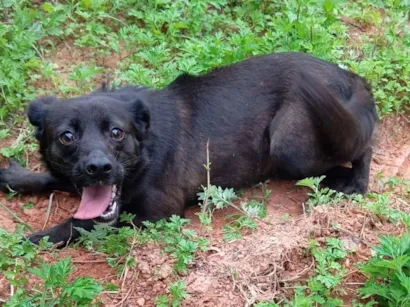 Cachorro raça SRD-ViraLata idade 2 anos nome Amora