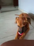 Cachorro raça SRD-ViraLata idade 1 ano nome Chico