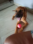 Cachorro raça SRD-ViraLata idade 1 ano nome Chico