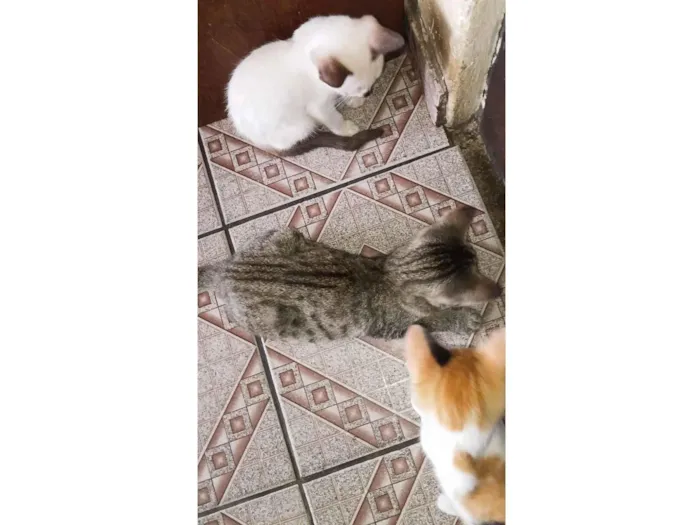 Gato raça SRD-ViraLata idade 2 a 6 meses nome Marieta