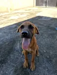 Cachorro raça SRD-ViraLata idade 1 ano nome Chico