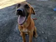 Cachorro raça SRD-ViraLata idade 1 ano nome Chico