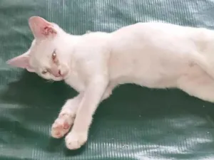 Gato raça SRD-ViraLata idade 2 a 6 meses nome Luis