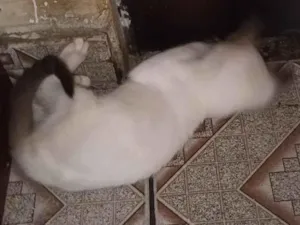 Gato raça SRD-ViraLata idade 2 a 6 meses nome Vânia 