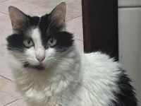 Gato raça SRD-ViraLata idade 4 anos nome Eric