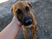 Cachorro raça SRD-ViraLata idade 1 ano nome Chico