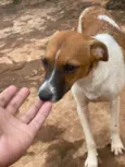 Cachorro raça SRD-ViraLata idade 2 a 6 meses nome Sem nome 