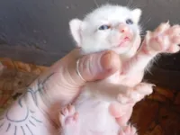 Gato raça SRD-ViraLata idade Abaixo de 2 meses nome Sem nome