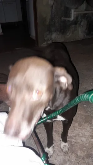 Cachorro raça SRD-ViraLata idade 7 a 11 meses nome Tigraza