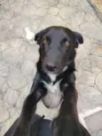 Cachorro raça SRD-ViraLata idade 1 ano nome Shadow