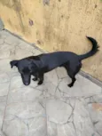 Cachorro raça SRD-ViraLata idade 1 ano nome Shadow