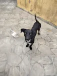 Cachorro raça SRD-ViraLata idade 1 ano nome Shadow