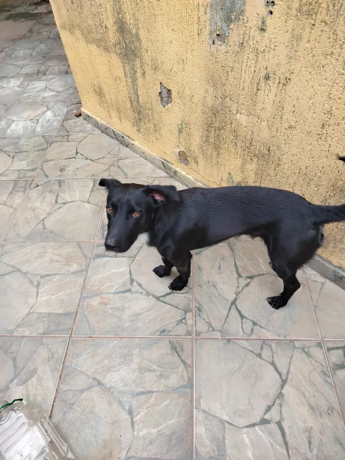 Cachorro raça SRD-ViraLata idade 1 ano nome Shadow