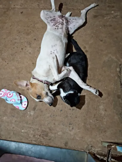 Cachorro raça SRD-ViraLata idade 7 a 11 meses nome frida