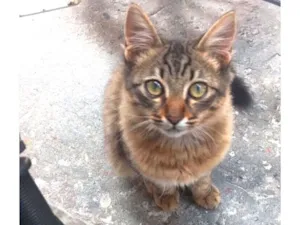 Gato raça SRD-ViraLata idade 2 a 6 meses nome Nina 